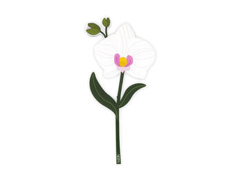 ORCHIDEA GRANDE BIANCA FUNNY FLOWER   Alessandrelli Business Solutions