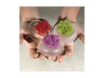 CININO VASETTO V/TRASP C/LICHENE   Alessandrelli Business Solutions